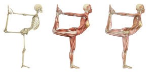 Yoga-Anatomy